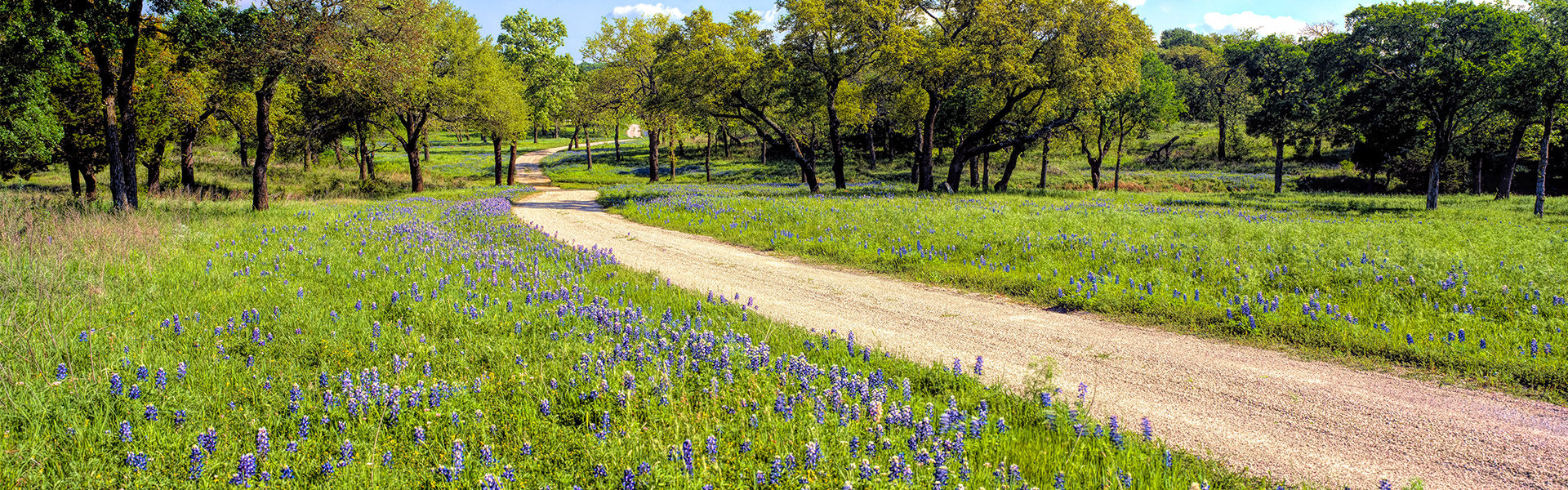 7 Native Texas Trees That Deer Love Deer Texas Leases