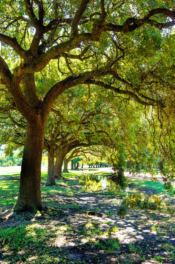 7 Native Texas Trees That Deer Love - Deer Texas Leases