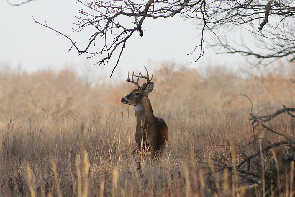 Deer hunting lease