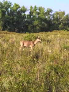 Hutchison County Deer Leases - Herring Ranch