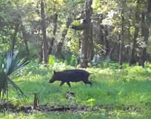 Sebesta Ranch Whitetail Deer & Hogs- 850 Acres