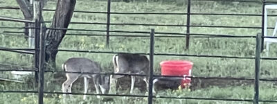 Uvalde Texas Hunting Lease - Deer Texas Leases